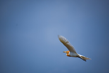 The cattle egret is a cosmopolitan species of heron (family Ardeidae) found in the tropics, subtropics, and warm-temperate zones.
