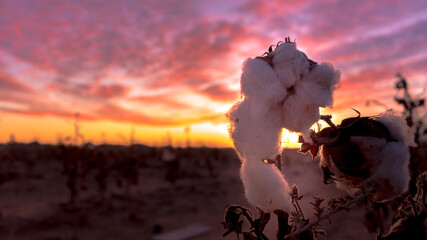 sunset in the cotton field