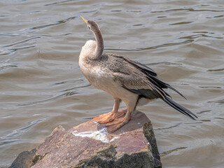  Australasian Darter Neck Twisted