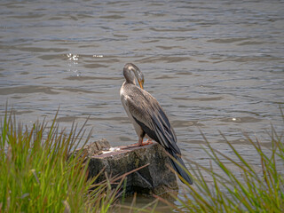 Darter Preening