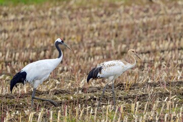 仲良く歩きながら餌を探すタンチョウヅルの親子＠北海道