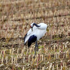 のんびりくつろぐタンチョウヅル親鳥＠北海道