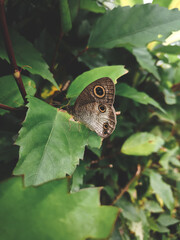 Butterfly at the Suroloyo Peak.