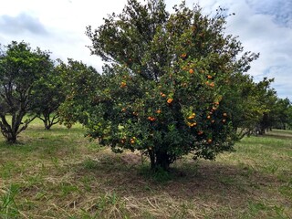 Fototapeta na wymiar tangerine tree in harvest