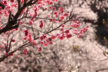 梅の郷(東京都青梅市・吉野公園　2013年）　　　吉野公園は日本有数の梅園であったがプラムポックスウイルスの感染拡大により全ての梅の木が伐採された。写真は2013年のもので、既に一部伐採されているが、まだ梅の花が鮮やかに山を彩っている。
