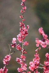 梅の郷(東京都青梅市・吉野公園　2013年）　　　吉野公園は日本有数の梅園であったがプラムポックスウイルスの感染拡大により全ての梅の木が伐採された。写真は2013年のもので、既に一部伐採されているが、まだ梅の花が鮮やかに山を彩っている。