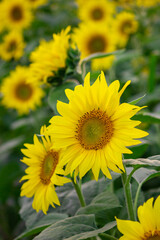 field of sunflowers