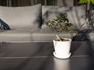 Table of free space with green plant