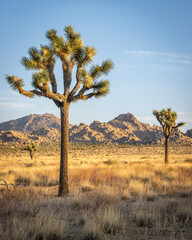 tree in the desert