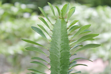 a cactus-like plant with neatly lined leaves from top to bottom