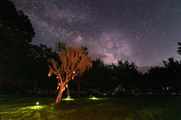 landscape with trees