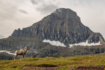 sheep in the mountains