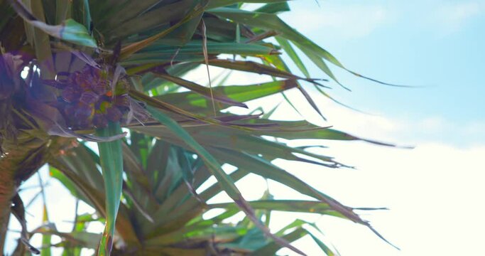Coastal Pandanus Trees with Blue Ocean and Waves in the Background