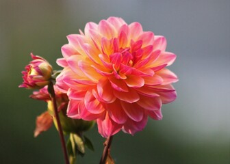 Pink Dahlia