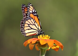 Fototapeta na wymiar Monarch Butterfly on Mexican Sunflower
