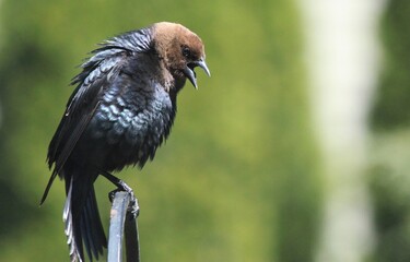 Fototapeta premium Male Cowbird