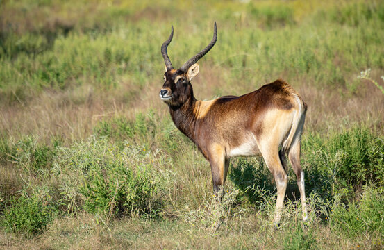Nile Lechwe Male