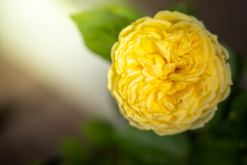 Roses in the garden