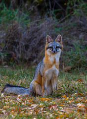 Gray Fox 4
