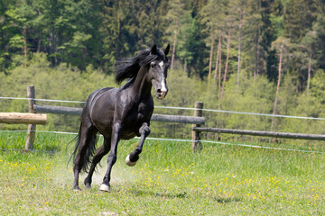 A black horse runs in the paddock on pasture