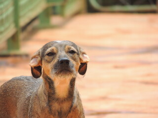 close up of a dog