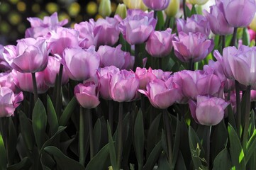 Fototapeta premium 花壇に咲く紫色のチューリップにフォーカスしました