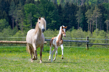 A mare with a foal runs in a paddock in a meadow