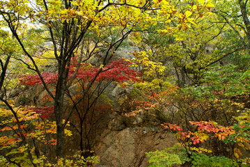 Colorful autumn foliage, South Korea