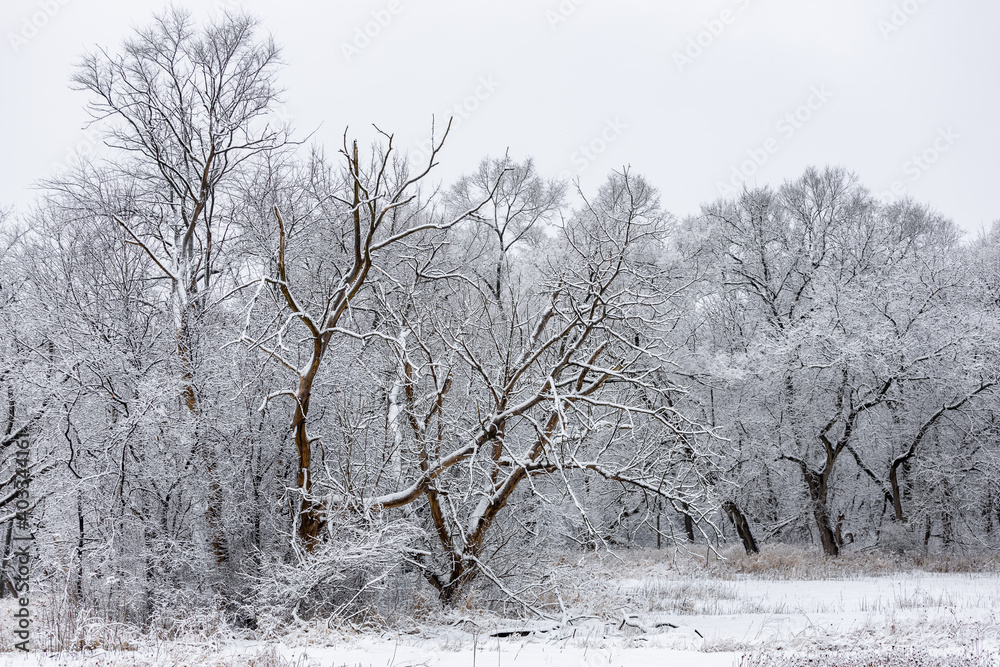 Wall mural trees in snow