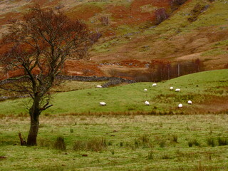 Flock of sheeps on a green hillside with an autumn tree in foreground
