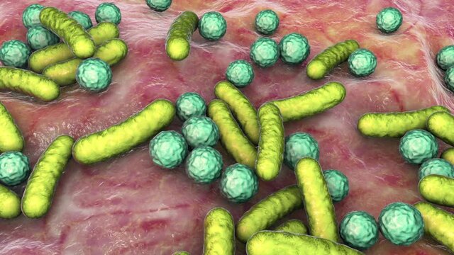 Bacteria in the human gut, animation