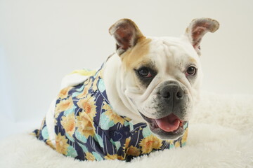イングリッシュブルドッグ　子犬　浴衣ひまわり衣装　写真77