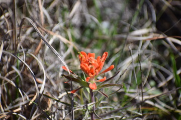 Texas Indian Paintbrush