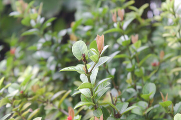 close-up of the leaf