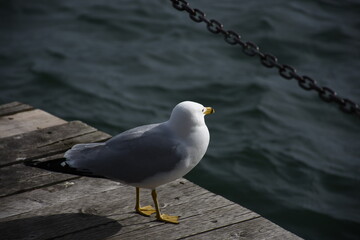 Seagull perched on a wooden dock overlooking the water, softly lit by the sun light in Toronto Harbourfront