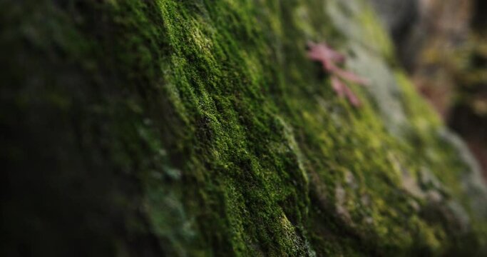 Slow-motion close up of moss growing on rock