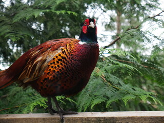 Pheasant in the woods