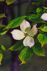 White dogwood tree blooming in the spring