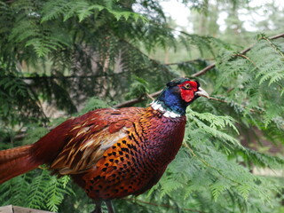 pheasant in the grass