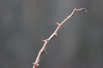Thorny branch covered in frost