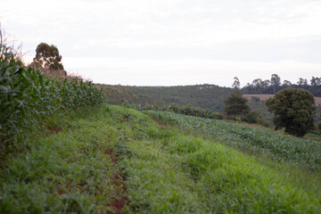 Campo