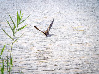 Darter Flys