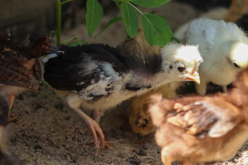 Young baby Polish Bantam hen chick in the sand