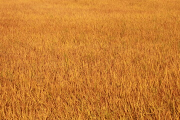 Close up Rice field on sunlight in the morning