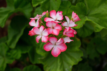 flor, rosinhas