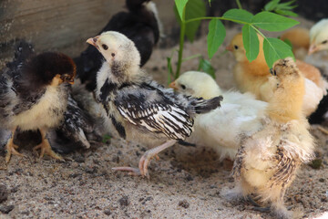 Group of Young baby Bantam chick in the sand