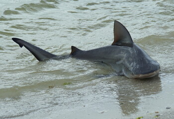 Obraz premium A bull shark caught on the shore