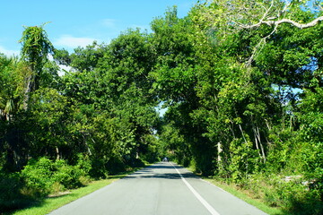 Naklejka premium The road with green tropical trees near Hugh Taylor Birch State Park, Fort Lauderdale, Florida, U.S.A