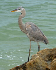 A grey egret bird hunting for fish by the bay