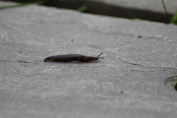 Dark slug on slate